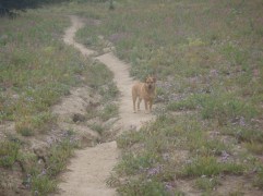 Hunter impatiently waits for his bipedal counterparts