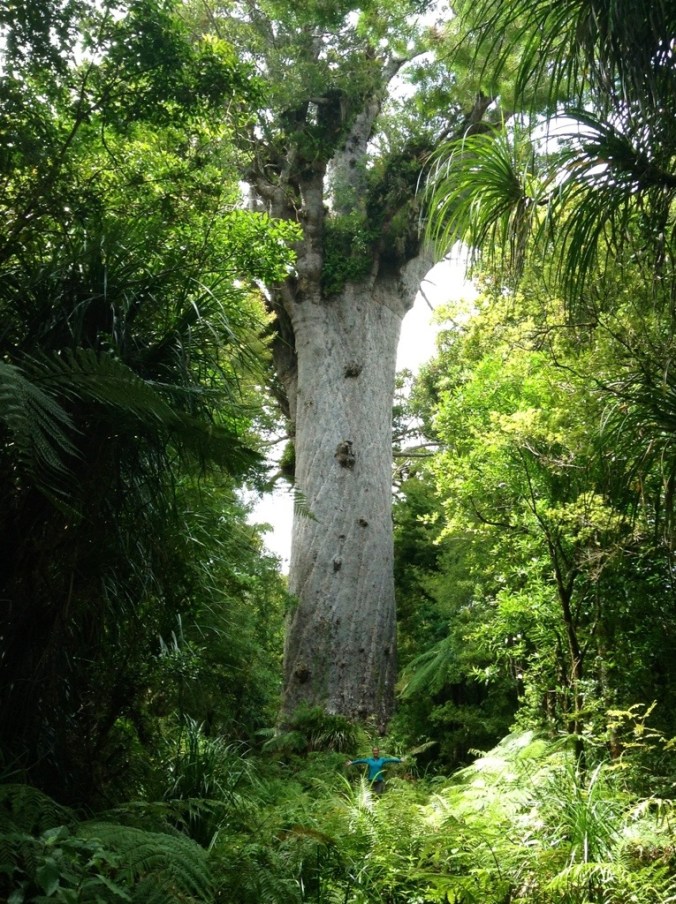 Lindsay hiding under one of the biggest trees in the Southern Hemisphere!