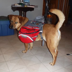 Hunter is NOT impressed with his backpack!