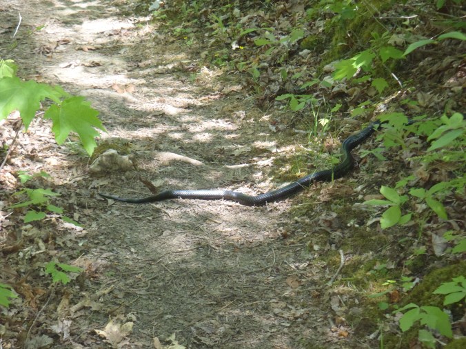 We came across this guy sunning himself... I'd rather see a bear.