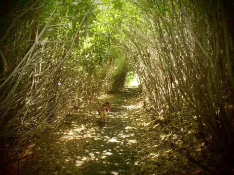 Hunter walking through the "Green Tunnel"