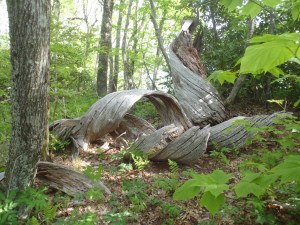 Some really cool dead tree bark that we liked.