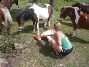 Lindsay petting the ponies in the Grayson Highlands!