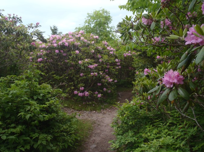 The flowers are blooming in a mile long rhododendron garden.