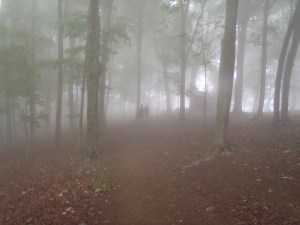 The eerie, misty forest on a cool Appalachian morning  