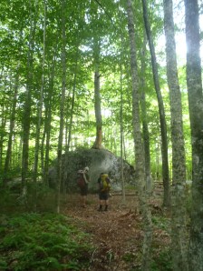 Check out this tree growing on top of a rock with no dirt!