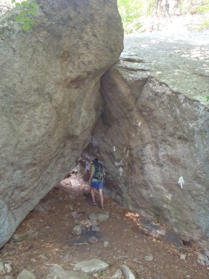 Turtle going through the "Lemon Squeezer" in New York