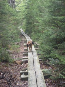 Hunter running down the many board walks in Vermont