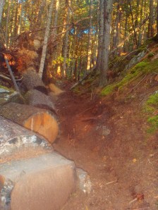 A tree fell parallel into the trail and set up an awesome fall photo possibility.